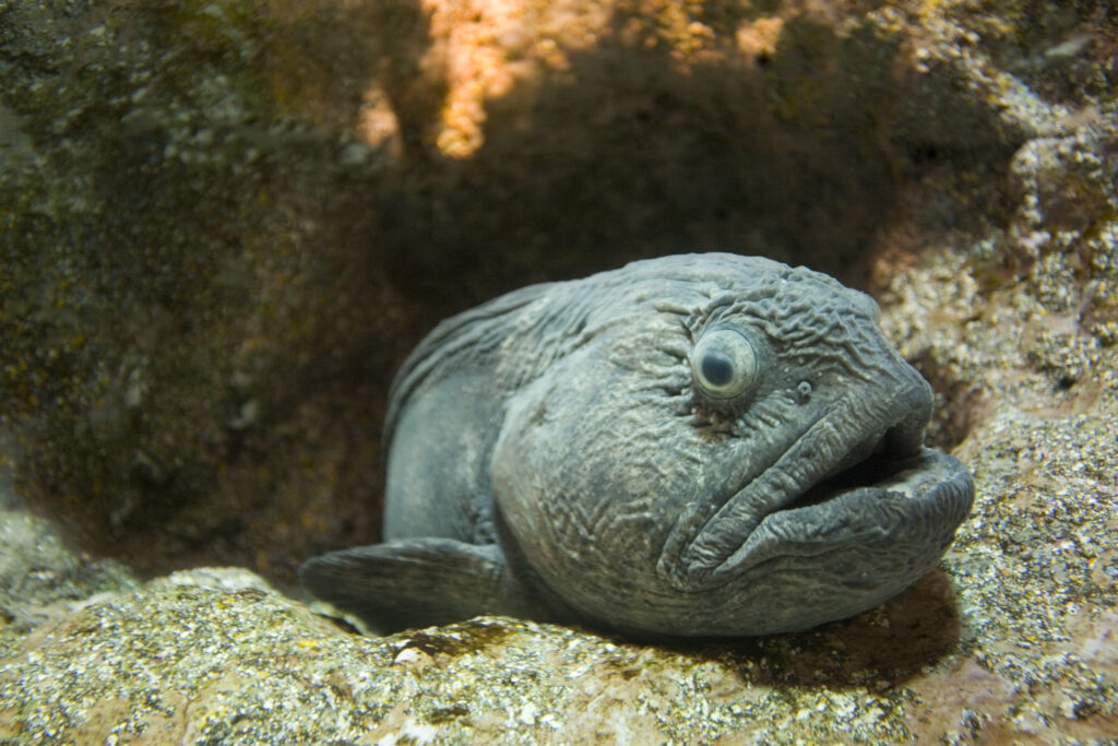 Bottom Feeder Ugly Fish On Sea Floor
