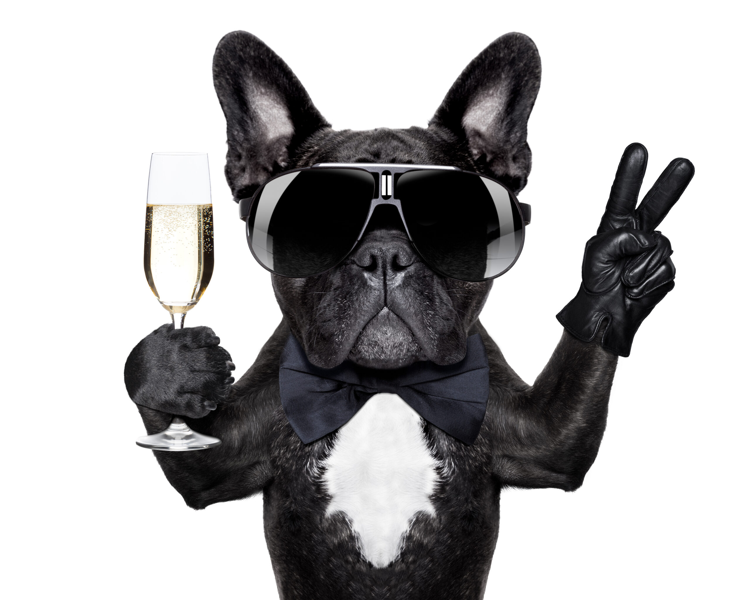 French Bulldog With A Champagne Glass And Victory Or Peace Fingers